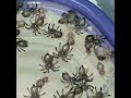 baby tarantulas molting timelapse