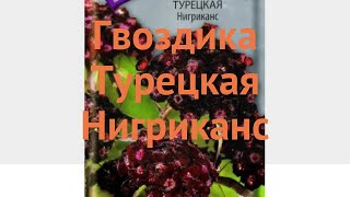 Гвоздика турецкий Турецкая Нигриканс 🌿 обзор: как сажать, семена гвоздики Турецкая Нигриканс