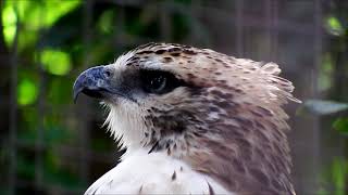 『森の王者』もかっこいい　The king of the forest is cool　Mountain hawk-eagle