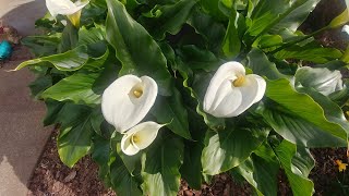 Calla lily care with all updates