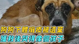 狗狗下體癱瘓被遺棄，暈倒在路邊自生自滅，獲救後抱緊恩人哭得像個孩子！