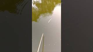 Amazing hook Fishing video part -439 #fishing #fish #viral #videos