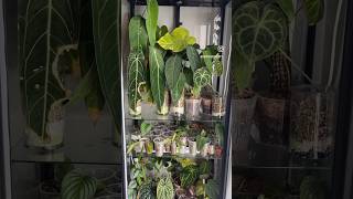 My Ikea Greenhouse Houseplant Collection #shorts #plants #plantshorts #houseplant #greenhouse