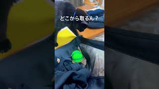 どこから取るん？#猫 #犬 #cat #dog #可愛い #shorts