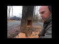 Cutting Down a Leaning Tree and Making It Fall In The Opposite Direction (How Not To)  Ep 33