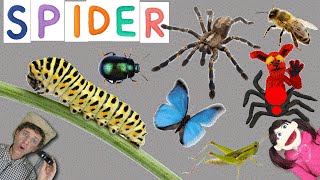 First Words #9  SPIDER | Learning 6 Bug Names | Learn English Kids Matt VS Spider