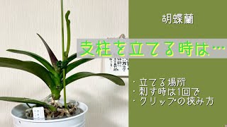 2024年12月22日　胡蝶蘭《支柱を立てる時》　根のしくみと刺す場所　『根にブスッと刺してしまうのが怖い！』　花茎をクリップではさむ時の注意点⚠️