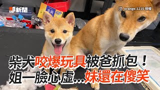 柴犬咬爆玩具被爸抓包　姐一臉心虛、妹狂傻笑｜狗｜寵物｜汪星人