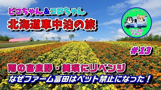 【北海道車中泊でワンコ旅】晴れたので、前日の雨の富良野・美瑛にリベンジです。「四季彩の丘」や「ファーム富田」も青空の下、色とりどりの花畑がきれいです。でも、ファーム富田がペット禁止になったのはなぜ？