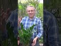 Tuto jardinage: Zamioculcas zamiifolia: Entretien et arrosage #shortsyoutube