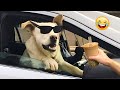 Funniest Cats And Dogs Videos 🤣The Best Funny Animal Videos Make You Unable To Stop Laughing 🤣🐶