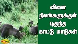 கொடைக்கானலில் விளைநிலங்களுக்குள் புகுந்த காட்டு மாடுகள் | Bison | Kodaikanal