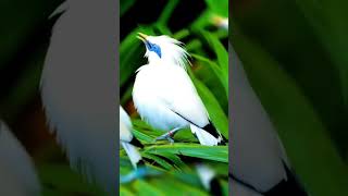 Beautiful birds voice | Nature sound relaxation  - soothing forest bird singing 😍🥰 #ytshorts #shorts