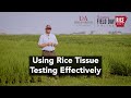 2021 Arkansas Rice Field Day: Rice Tissue Testing & Soil Fertility Management