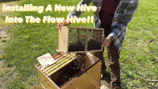 Installing a New Colony of Bees into the Flow Hive