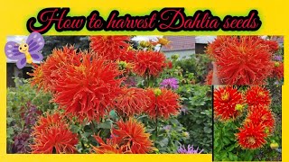 How to get Dahlia seeds from flower || create new Dahlia varieties