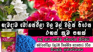 Bougainvillea cultivation and blooming hacks in sinhala බෝගන්විලා මල් පිපෙන රහස් ක්‍රම