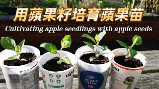 Cultivating apple seedlings with apple seeds, germinate your favorite apple seeds.