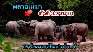 Ep.138 พลายเมฆา..วัยรุ่นสุดห้าวเข้าโขลง..? #เขาใหญ่ #elephant #nature #animals #news