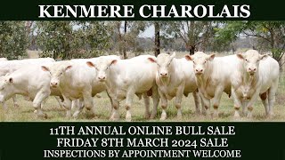 Kenmere Charolais - 2024 Bull Preview