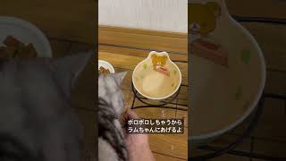 鰹節を食べない猫#アメショ#アメリカンショートヘア#cat#cats#猫のいる暮らし#猫のいる生活