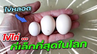 ไข่หลอด ไข่ไก่ ไข่จิ๋ว ที่เล็กที่สุดในโลก