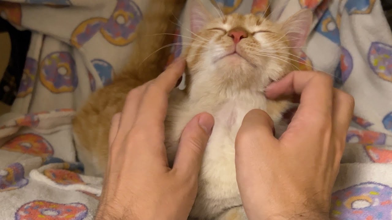 Pov You Are Petting A Cat Asmr Purring Youtube