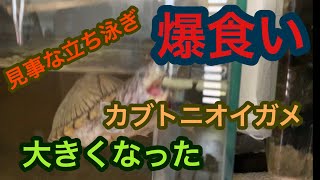 カブトニオイガメ エサを食べたいあまり驚異の立ち泳ぎ！？