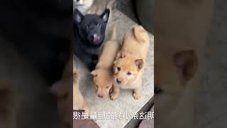 这个表情，可能是一条乖巧的田园犬吗，看完视频你就明白了   西瓜视频 #006