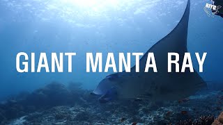 코모도 데이트립 스쿠버다이빙 - 만타 (scuba diving with manta in Komodo)