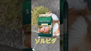 【30秒ドックフード解説】今や当たり前。オーガニックを使ったカリカリご飯を紹介！ ペット栄養管理士 #いぬのいる生活 #ジャックラッセルテリア #ペット #ペットショップ #犬