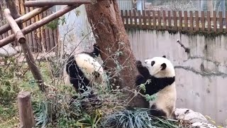 Hehua is playing in the yard, while AiJui and RunYue have been eating bamboo 🐼🐼🐼|Panda HappyLand