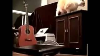 Never Trust A Cat