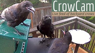 5:47 am - Juvenile crows begging from their parents