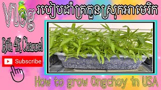 KhmerUS Vlog#6, How to grow Trokoun(OngChoy) in USA, តោះមើលរបៀបដាំត្រកួននៅអាមេរិកទាំងអស់គ្នា Rith 4K