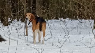 Охота на зайца с русской гончей или прогулка по лесу.