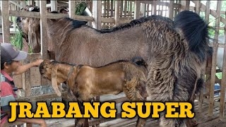 ISTIMEWA❗Kambing Jemoko Warna Jrabang Super