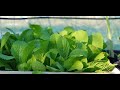 Easy growing mustard greens in the container | From seeds to harvest | Farmer House KH.