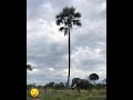 elephant attack tree.elephant pushing palm tree to get the tasty palm fruit and eat.