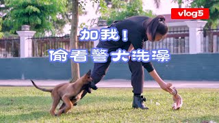 警犬是怎麼培養的？K9老緝毒犬退役了，美女警花訓練小警犬   | 大漠叔叔