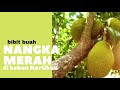 BIBIT NANGKA MERAH #jualbibit #berkebun #nangkamerah #tanam #pohonbuah