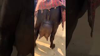 मुर्रा भैंस 18 लीटर दूध देने #shorts #ytshorts #youtubeshorts #buffalo #black #milk #animals #stort