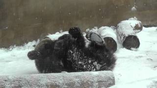 2011年12月1日　旭山動物園　エゾヒグマ　雪と戯れる雪