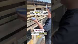 Cara kasih ayam makan