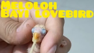 MELOLOH BAYI LOVEBIRD USIA 0 HARI