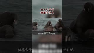 セイウチが繊細すぎる