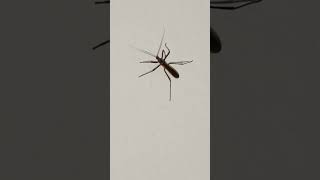 Gerris Lacustris Insects #shortvideo #nicevideo #viralshort