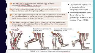 14.3 Movement Mechanism of Human Leg Walking