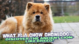 What is a Chow Chow Dog? Discover the Ancient Lion-Like Breed! 🦁