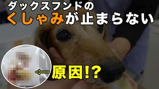 ミニチュアダックスフンドのくしゃみ・鼻水